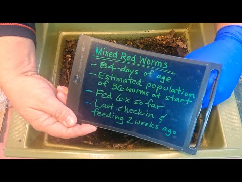 Mixed red worms in small green bin fed at 12 weeks - vermicompost