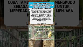 Download lagu Kenari Saya Nyanyinya Putus-putus Dan Pendek Kenapa Ya? #shorts #burung mp3
