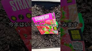 🇺🇸家庭菜園の準備👩‍🌾💕#アメリカ子育て #アメリカ生活 #家庭菜園