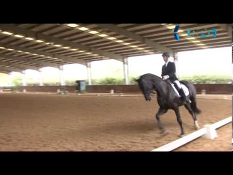 NUNO CHAVES DE ALMEIDA - DRESSAGE PLUS 2013