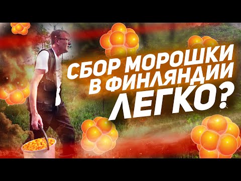 ЛЕГКИЕ ДЕНЬГИ? Работа в Финляндии. Сбор морошки