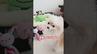 困惑する犬🐶☹️ #犬との暮らし#love  #ポメラニアン