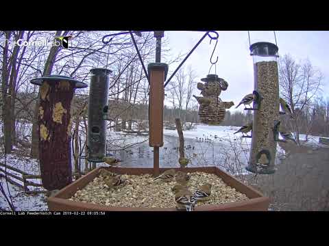 Goldfinches Galore On Cornell Lab FeederWatch Cam – Feb. 22, 2019