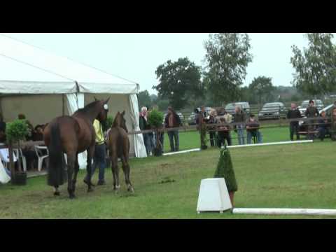 Sudweyher Fohlenschau 2011 - Kat.-Nr. 03: Hengstfohlen v. Bentley - Münchhausen/T. - Compliment