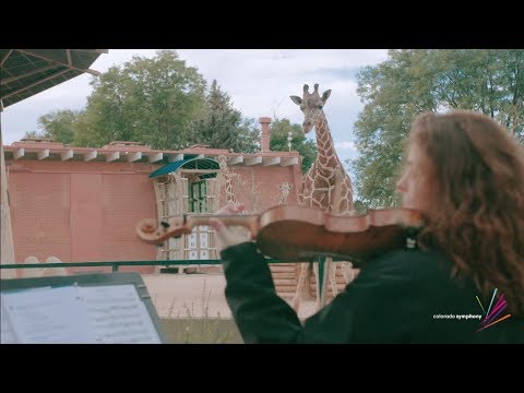 See How Denver Zoo’s Giraffes React to LIVE Music from the Colorado Symphony