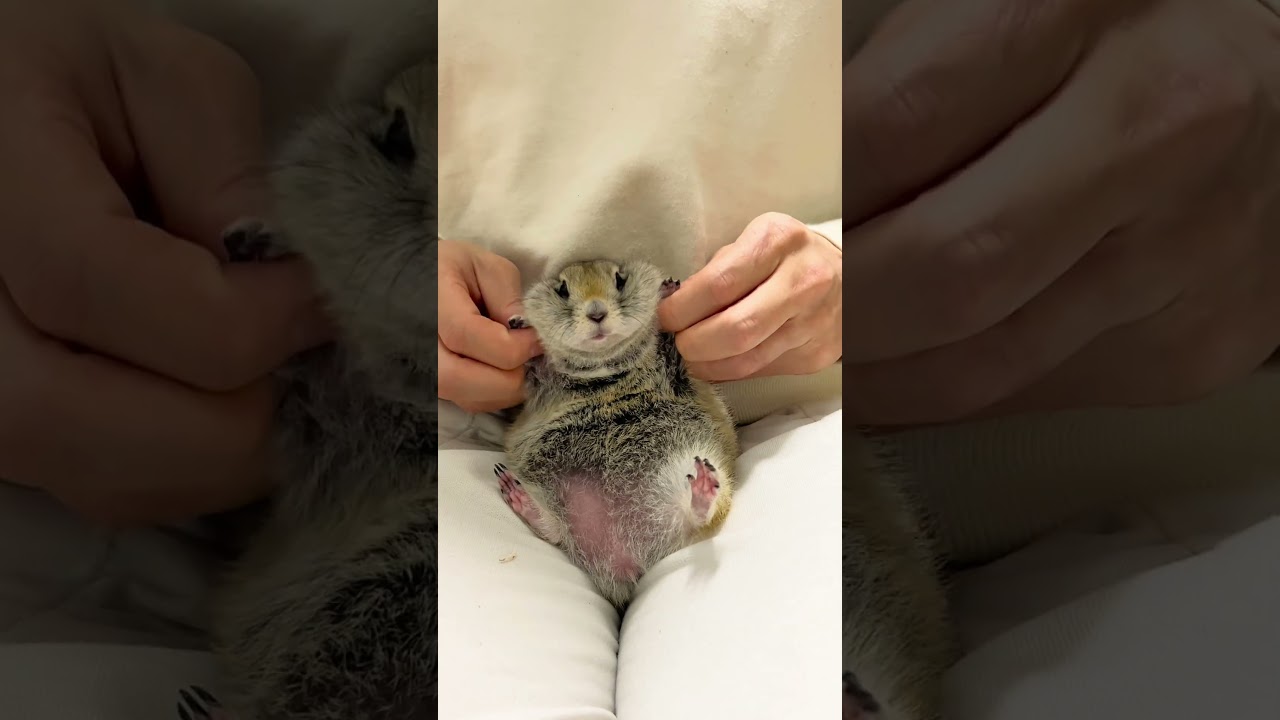 3年前の今日らしい #リチャードソンジリス #ピー助#ペット#動物 #過去