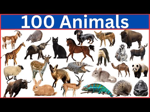 Can You Guess 100 Animals in Just 4 Seconds?