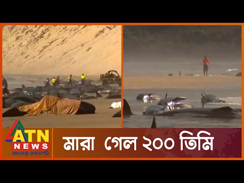 তিমিরা কেন আত্মহ'ত্যা করে? | Whales Commit Suicide? | ATN News