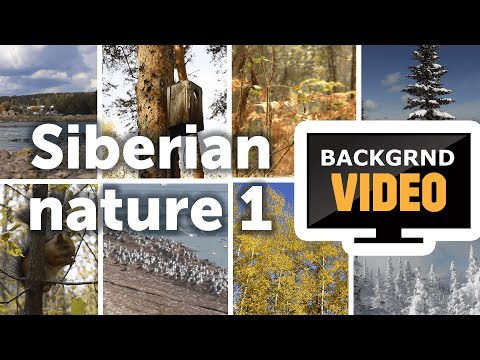 Background video with nature of Siberia. Autumn and winter