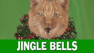 Kerstkaarten De Jingle cats zingen JIngle Bells voor het kerstfeest