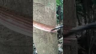 Download lagu Rubber tapping #live #rubber latex #rubber farmers #Thailand rubber farmers mp3 Download lagu Rubber tapping #live #rubber latex #rubber farmers #Thailand rubber farmers mp3