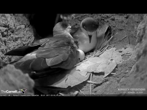 Male Returns as Egg is Hatching on the Bermuda Cahow Cam