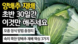 양배추 재배! 초반 30일간 이것만 해주세요. 모종 정식 방법 총정리. 속이 꽉 찬 양배추 재배 핵심 3가지