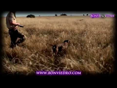 CAZA DE PERDIZ SALVAJE con PERRO DE MUESTRA | ESPECTACULAR MUESTRA | PARTRIDGE HUNTING in SPAIN