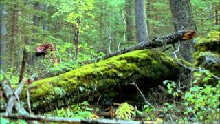 Трейлер: На грани