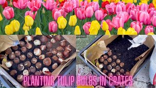 Planting Tulip bulbs in Crates| Gardening Cut Flowers