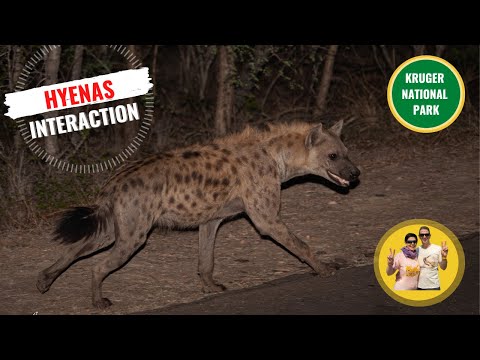 clan of hyenas steals lion's food, call of the #hyena sounds
