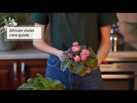 , title : 'African violet care guide | How to Care for African Violets'