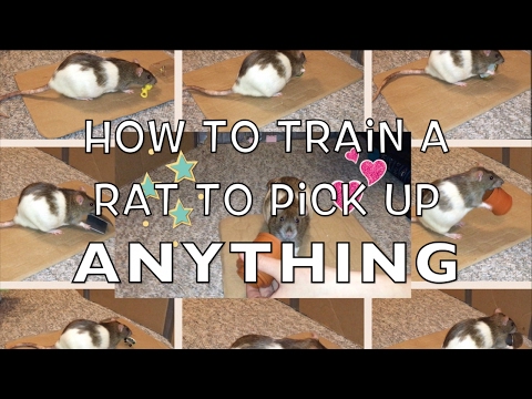 How To Train A Rat To Pick Up Anything