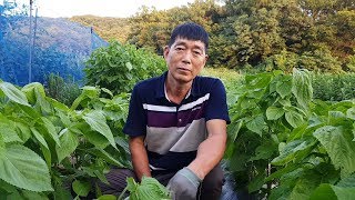 들깨농사 최고로 잘되게 하는 방법, 순을 잘라주고 추비와 병해충방제 요령