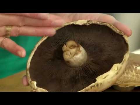 Portabella & Goat Cheese Burger