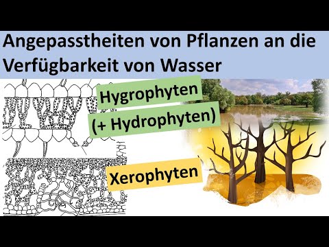 Xerophytes, hydrophytes, hygrophytes - adaptation of plants to the availability of water