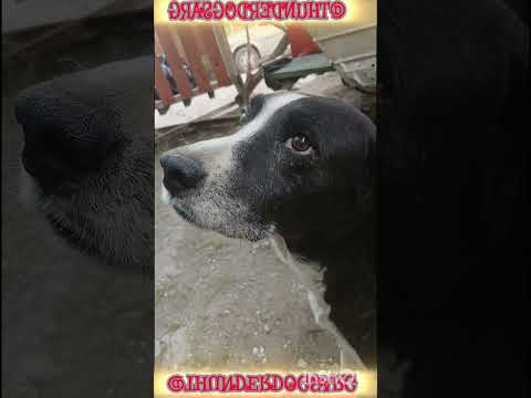 Charlando con Moro #casagrande #cordoba #perros