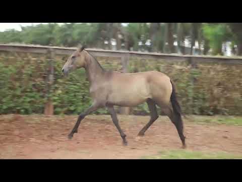 LOTE 37 LARANJADA DO YURI
