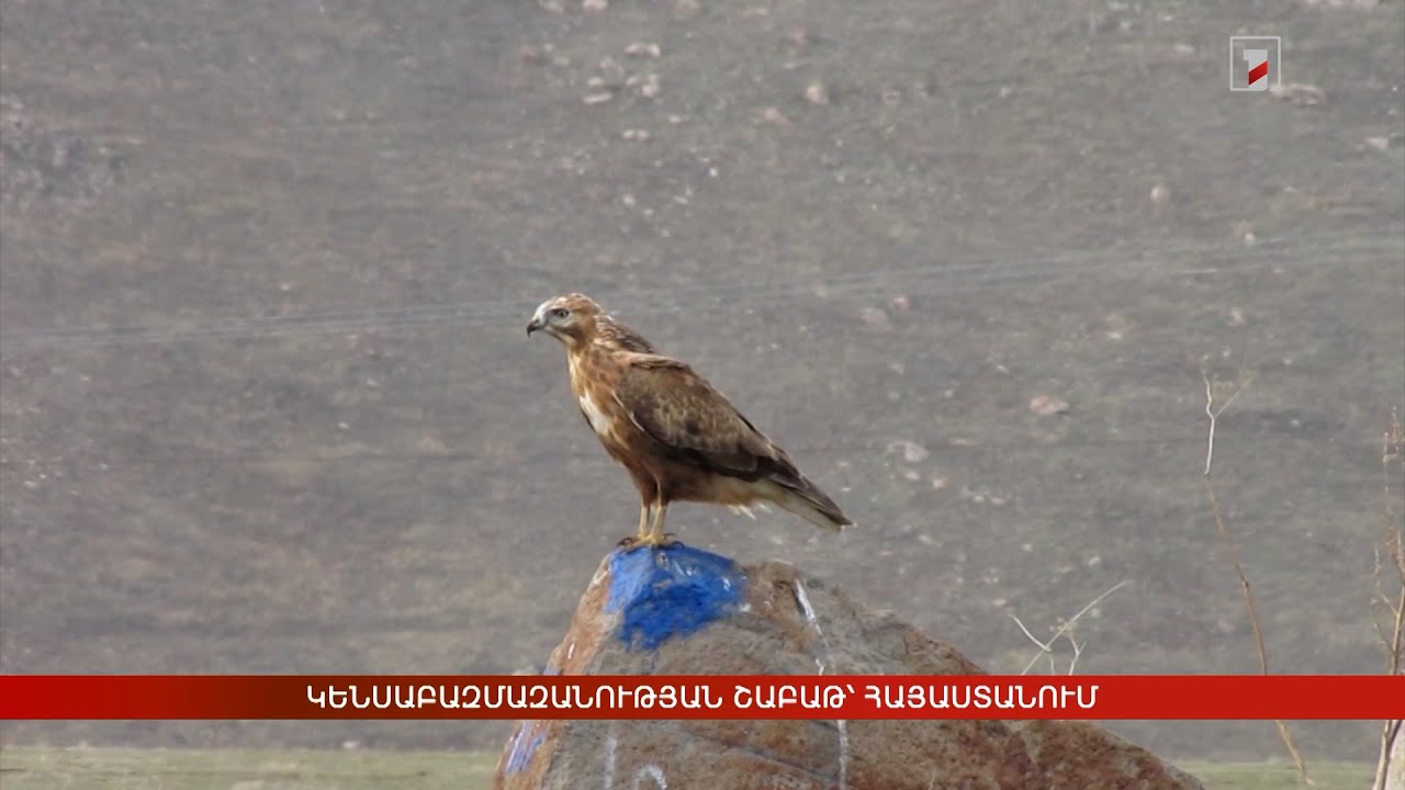 Կենսաբազմազանության շաբաթ՝ Հայաստանում