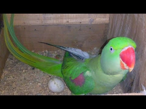 First Time Egg Laying My Raw Parrot Female