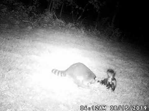Skunk Sprayed Raccoon In the Face