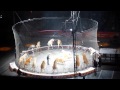 A Day At The Circus Part 10