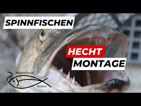 Spinnfischen auf Hecht: Die beste Montage!