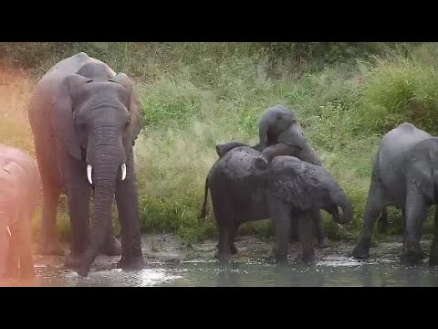Djuma: Elephant herd with leucistic calf come to drink - 06:37 - 04/19/20