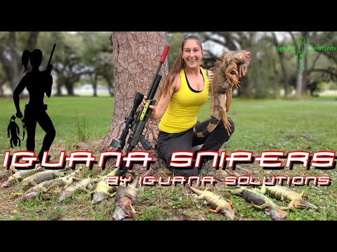 Iguana Snipers #83: The Giving Tree...an entire iguana hunt in a single tree!