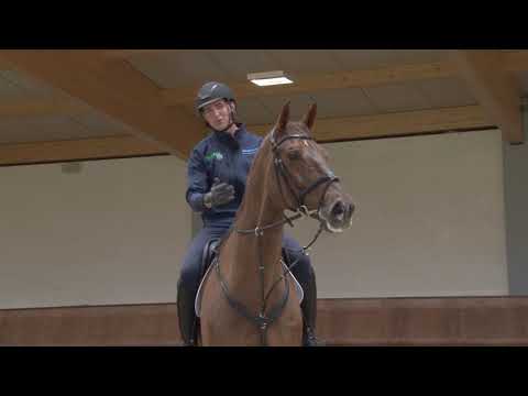 Jamie Gornall, International Showjumper