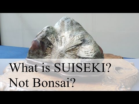 Bonsai Lovers must see!／Do you know SUISEKI STONE?