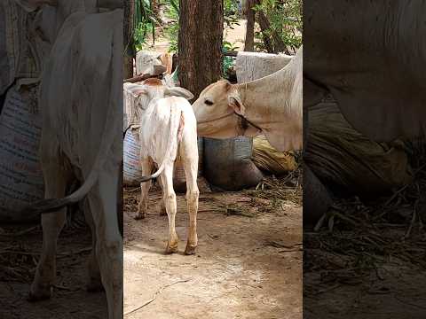 I need you love 💞#shorts