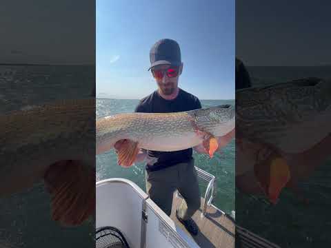 6lb line Vs GIANT PIKE! #fishing #pike #pikefishing