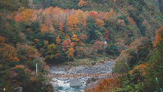 [情報] 秀巒、霞喀羅古道楓況