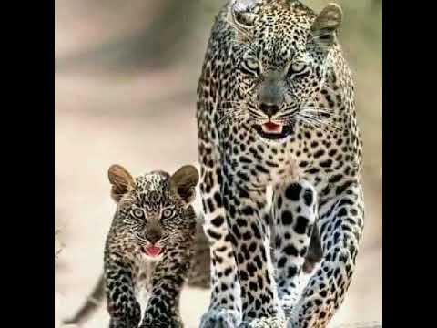 LOOK AROUND AND YOU'LL FIND ME THERE 🥰(Al Martino)