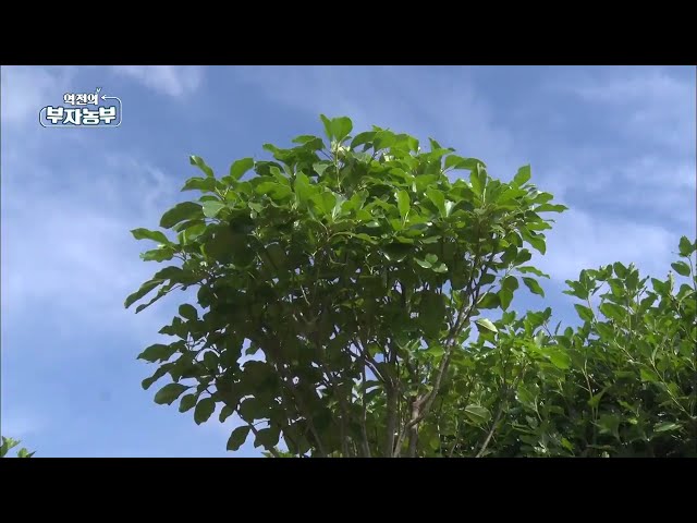 [역전의 부자농부] 사계절 황칠나무를 심어라!