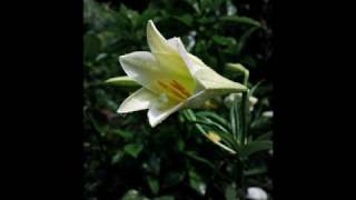 Rutter Requiem - Pie Jesu