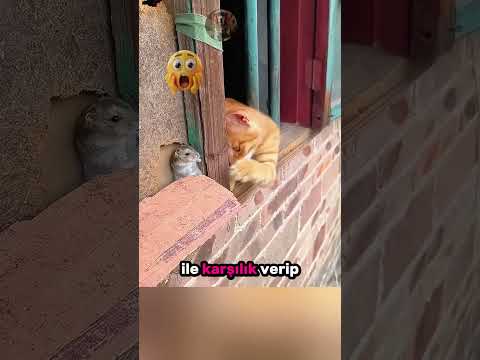 Pencere Kenarında Didişen Sevimli Kedi ve Fare 😻🐭🥊