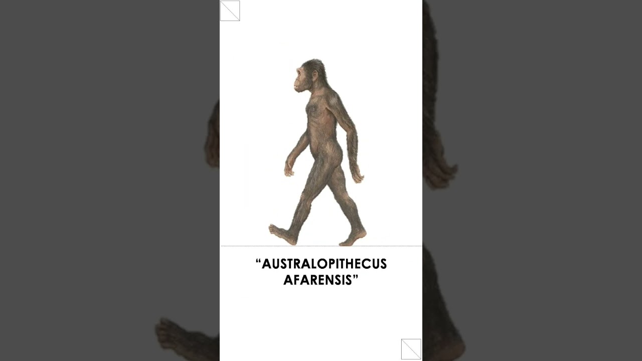 World 🌎 History: Evolution of Mankind, Part-1 Australopithecus Afarensis