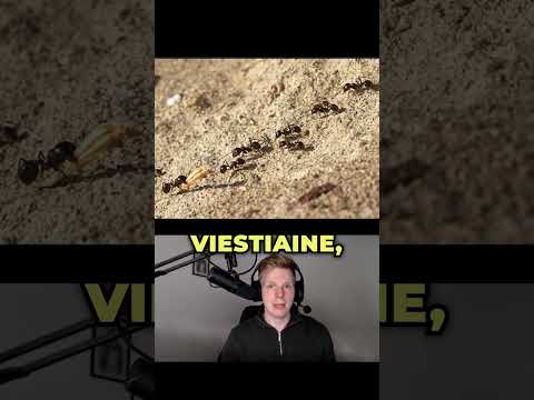 Nämä muurahaiset kävelevät itsensä hengiltä 👀