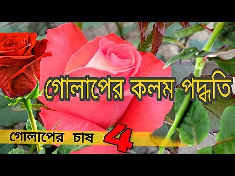 উন্নত প্রজাতির গোলাপফুল পেতে।গোলাপ গাছের কলম পদ্ধতি। চোখ কলম। Video