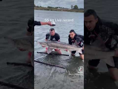 Kaldred 55 kg stør