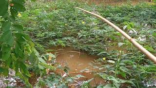 Download lagu mancing di air keruh pakai umpan jitu dapatnya ikan betok besar mp3