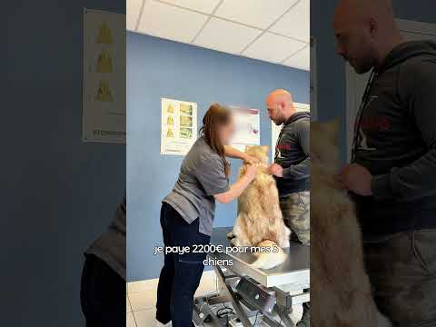 Le choc… #chien #educationcanine #animaux #chienmignon #chiot #chiens #husky #huskylife